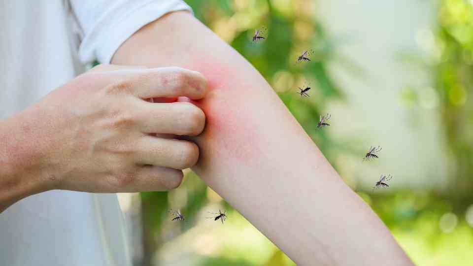 mosquitos malaria tablets