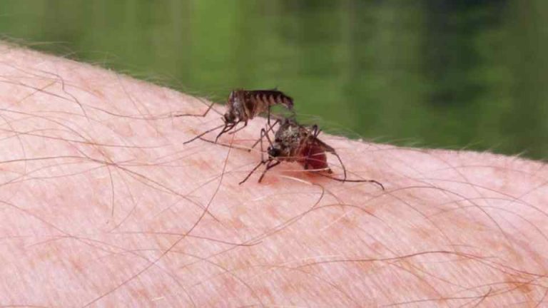malaria prevention mosquitos