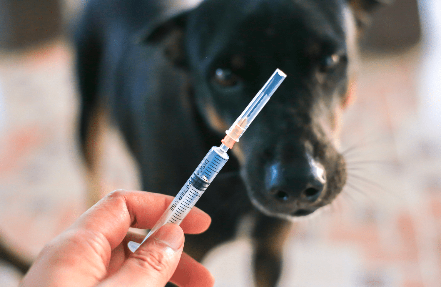 rabies vaccine