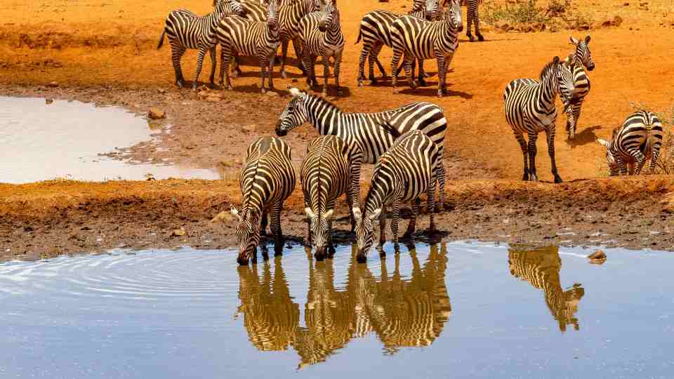 zebras africa yellow fever vaccine