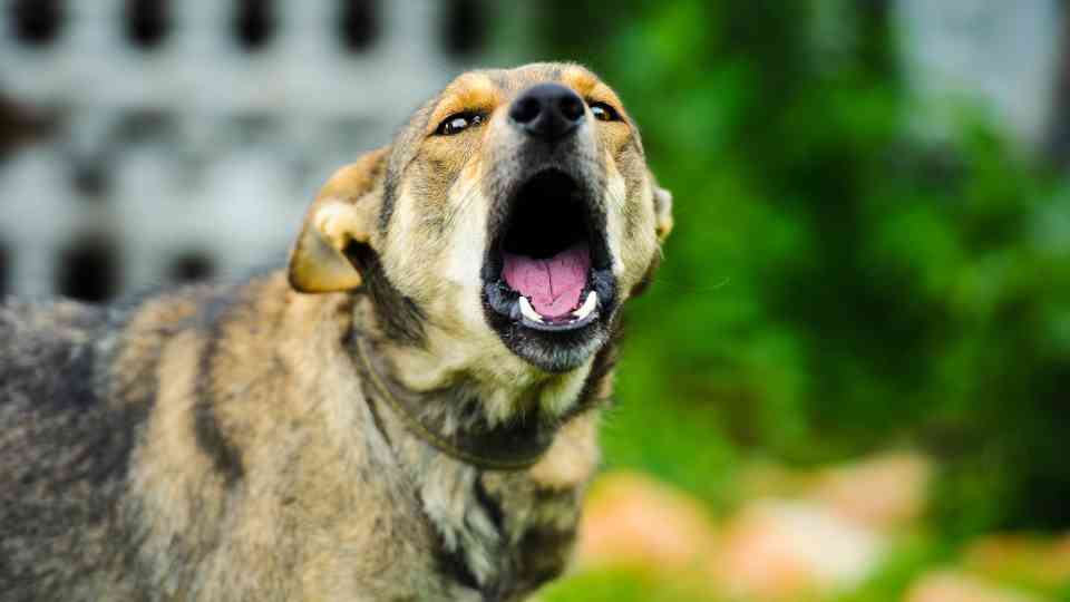 dog barking rabies vaccine