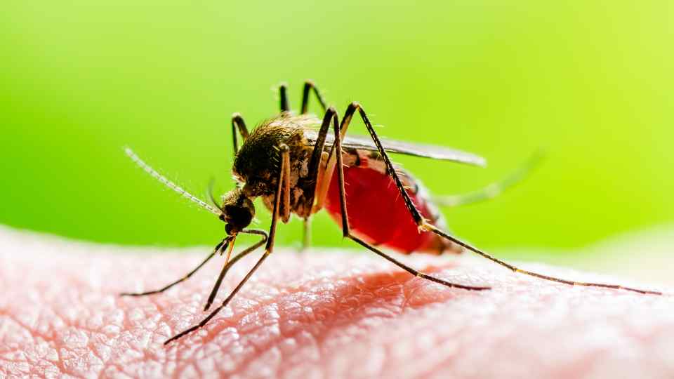 mosquito bite yellow fever vaccine
