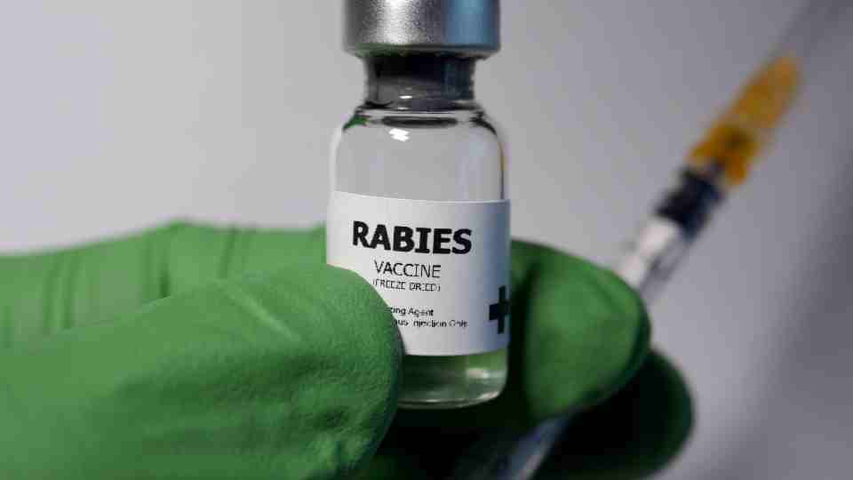 rabies vaccine