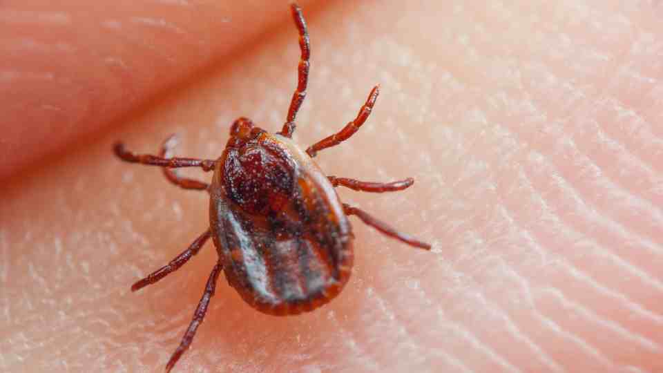 tick-borne encephalitis vaccine